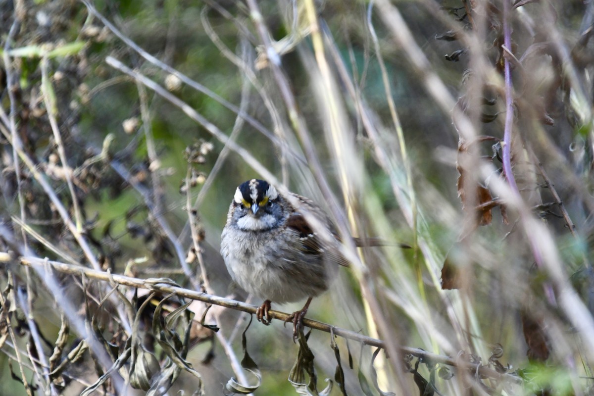 ノドジロシトド - ML644821166