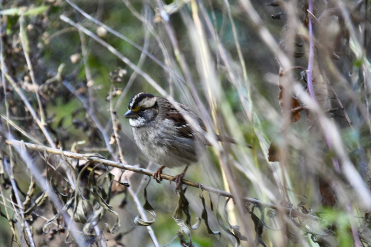 ノドジロシトド - ML644821167