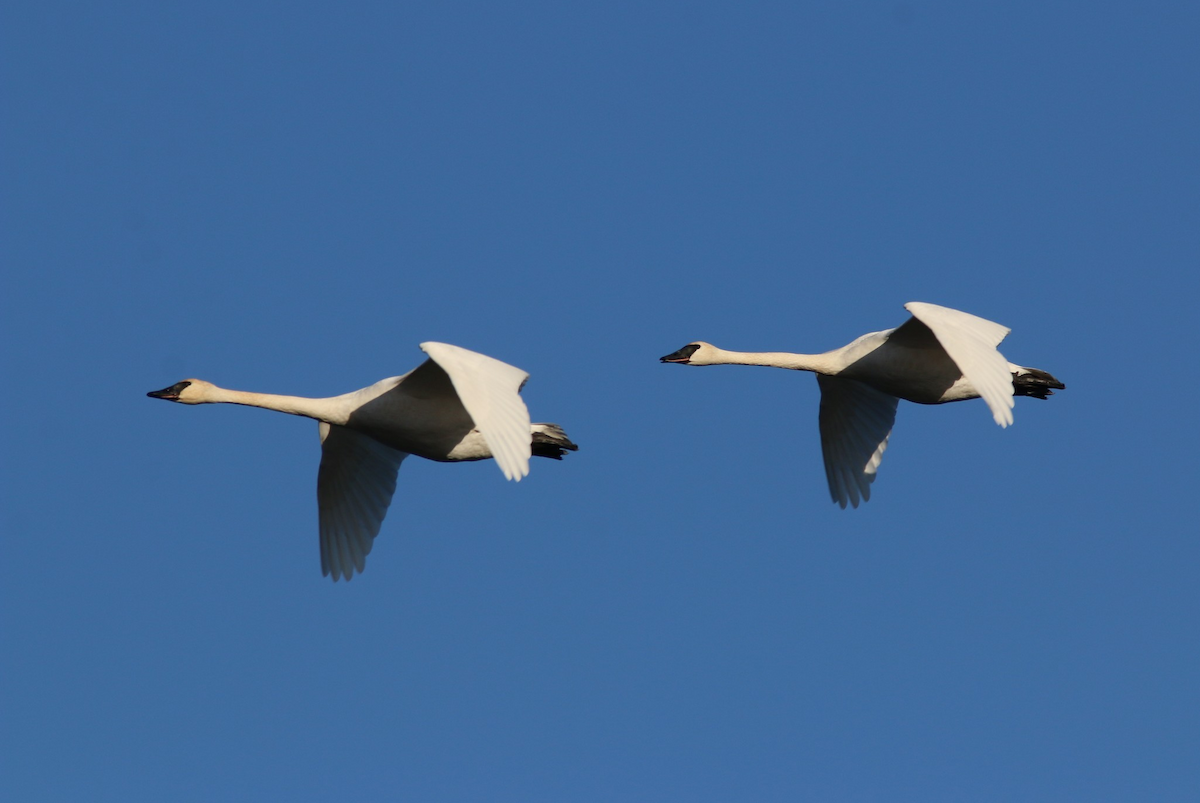 Trumpeter Swan - ML644821168