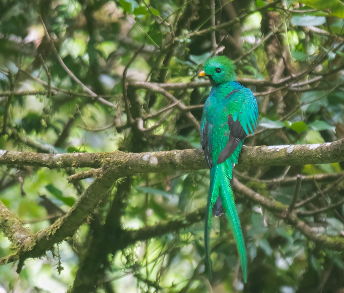Resplendent Quetzal - ML644821174