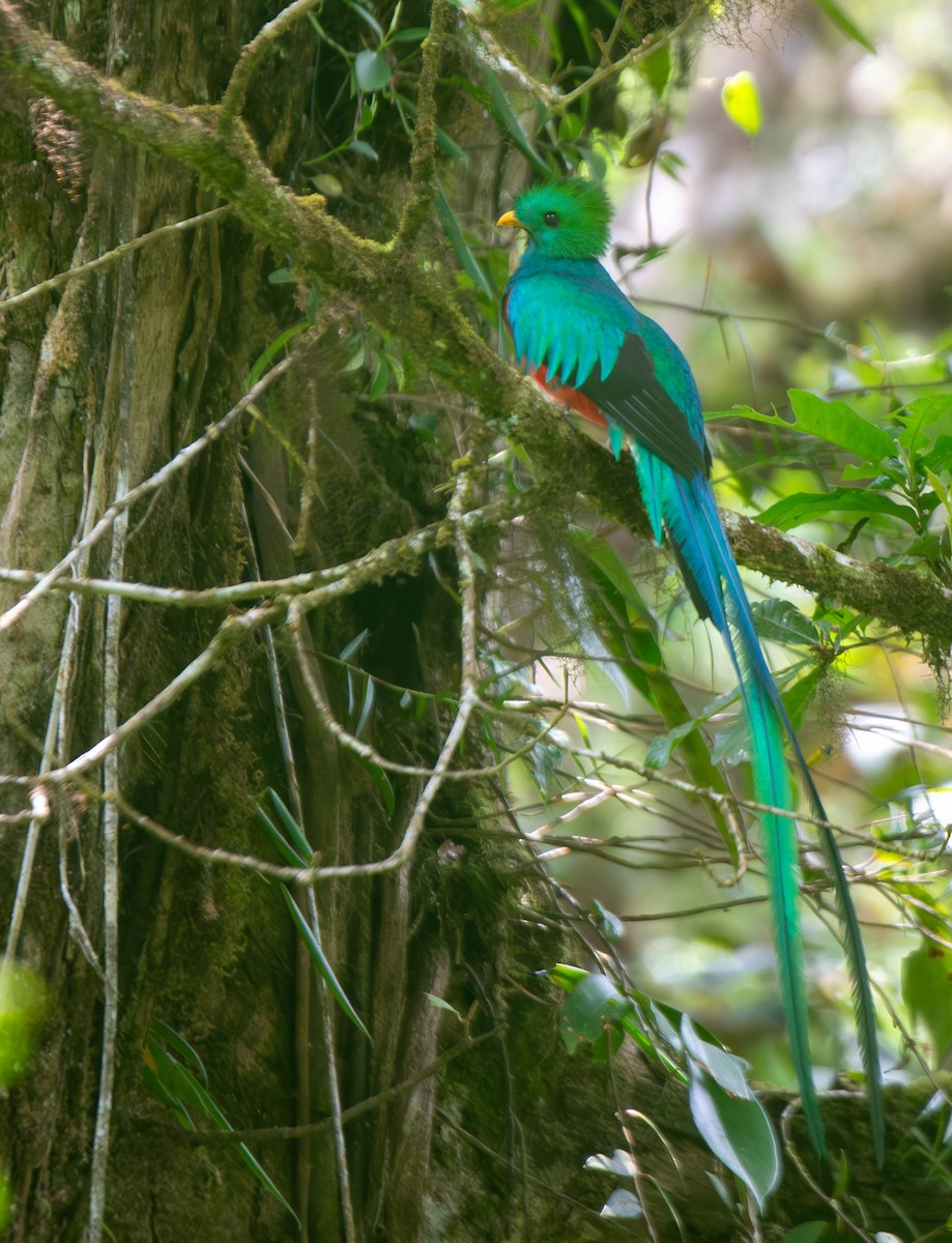 Resplendent Quetzal - ML644821175