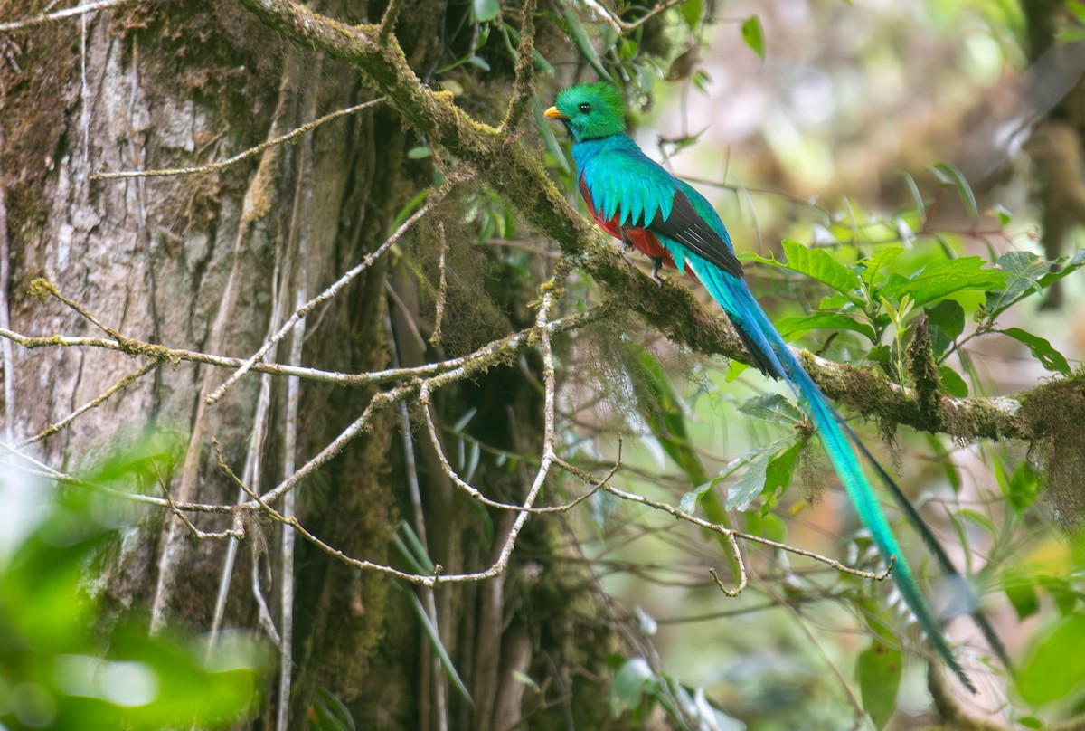 Resplendent Quetzal - ML644821176
