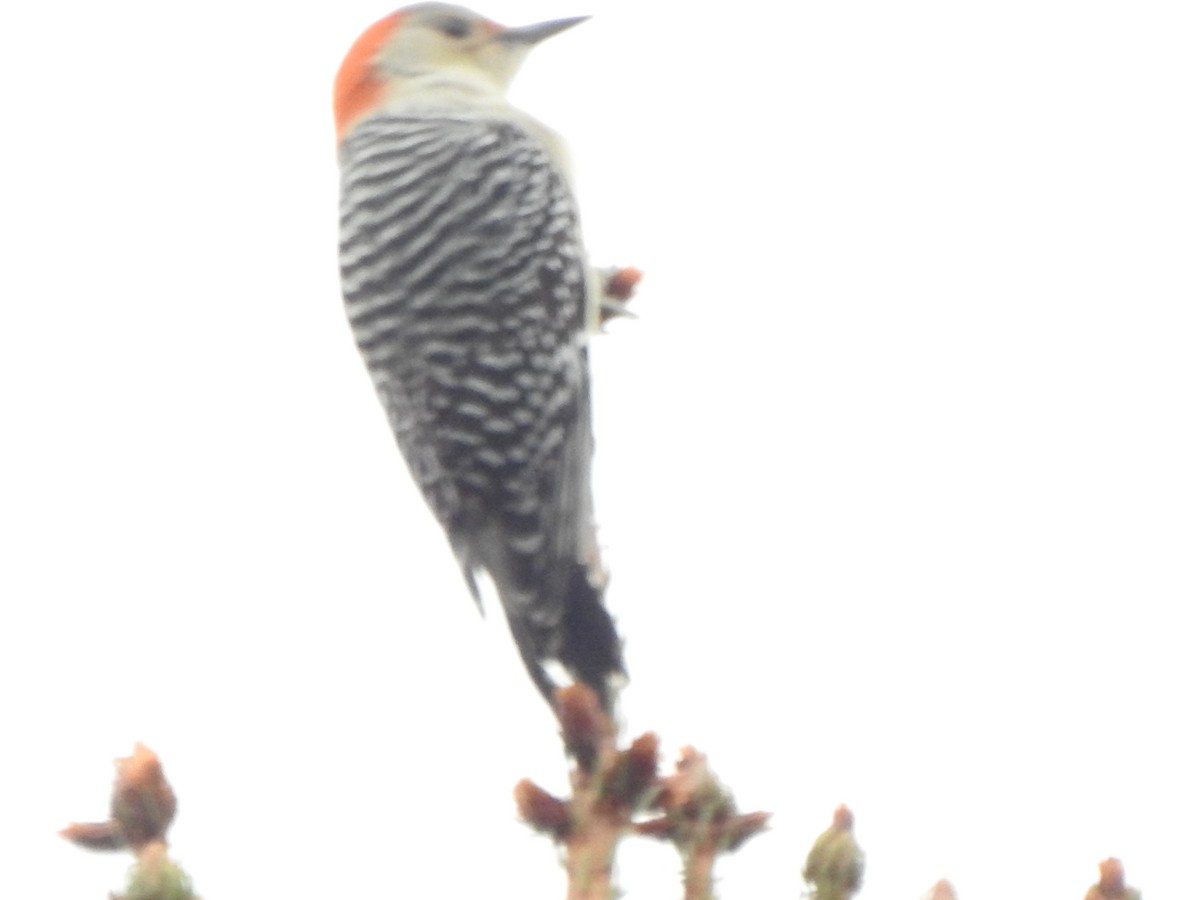 Carolinaspecht - ML644821178