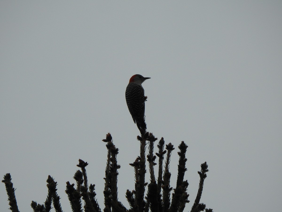 Carolinaspecht - ML644821179