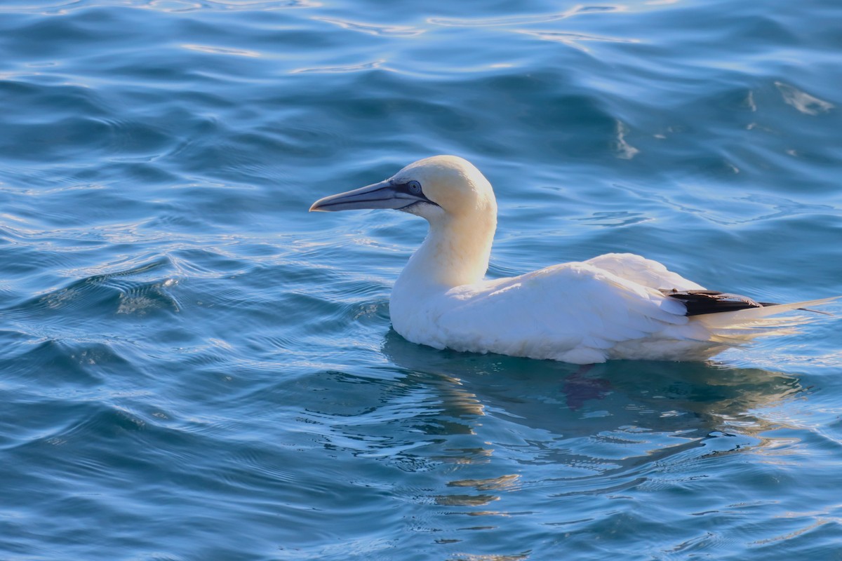 Northern Gannet - ML644821185