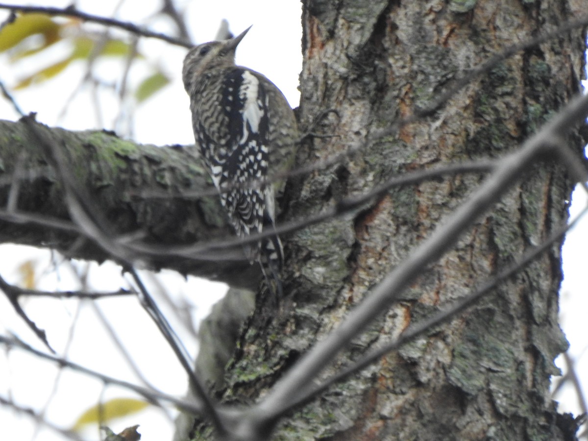 Sarı Karınlı Ağaçkakan - ML644821186