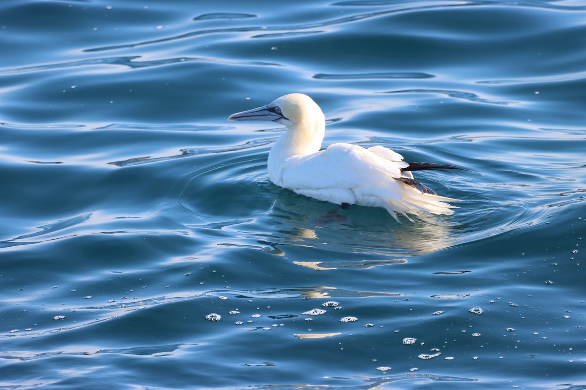 Northern Gannet - ML644821194