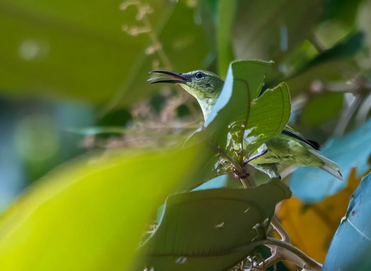 Red-legged Honeycreeper - ML644821200
