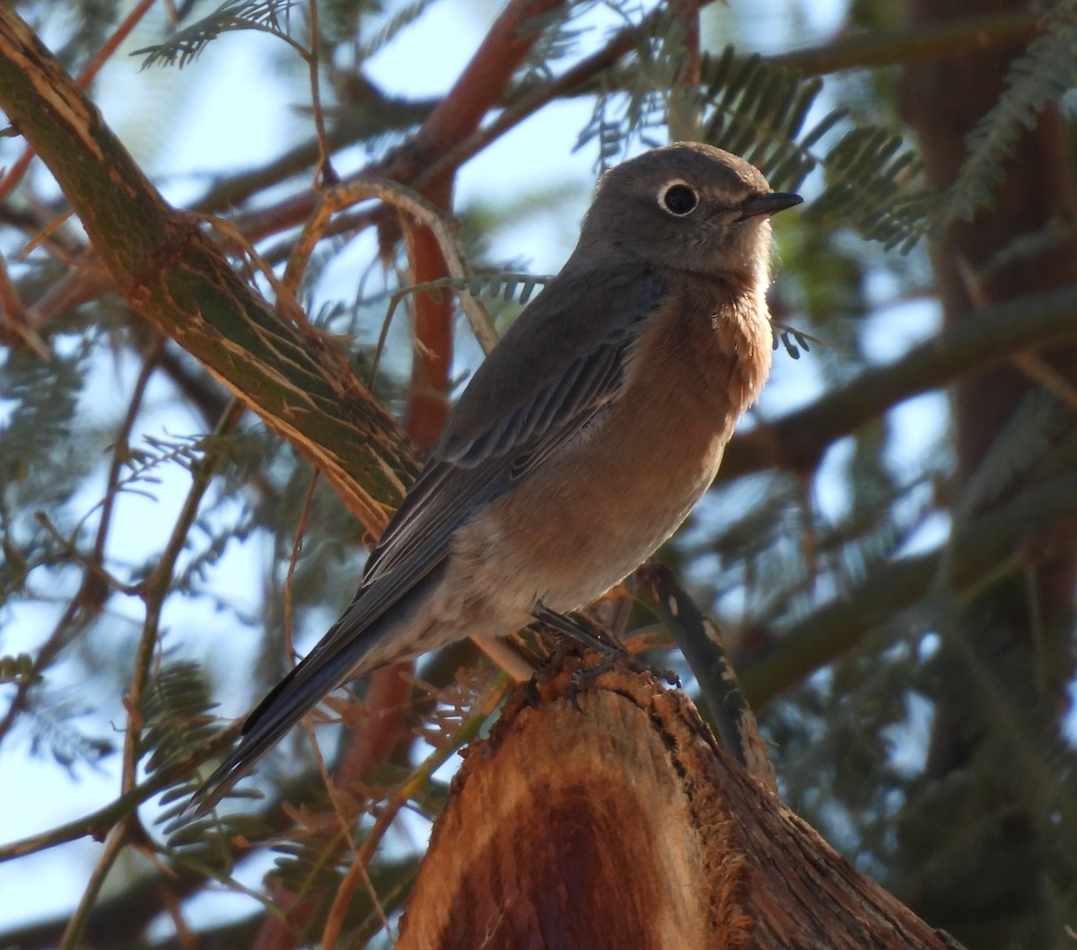 vestblåfugl - ML644821216