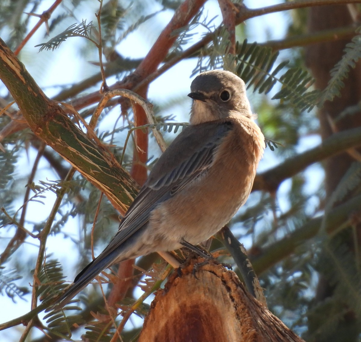 vestblåfugl - ML644821217