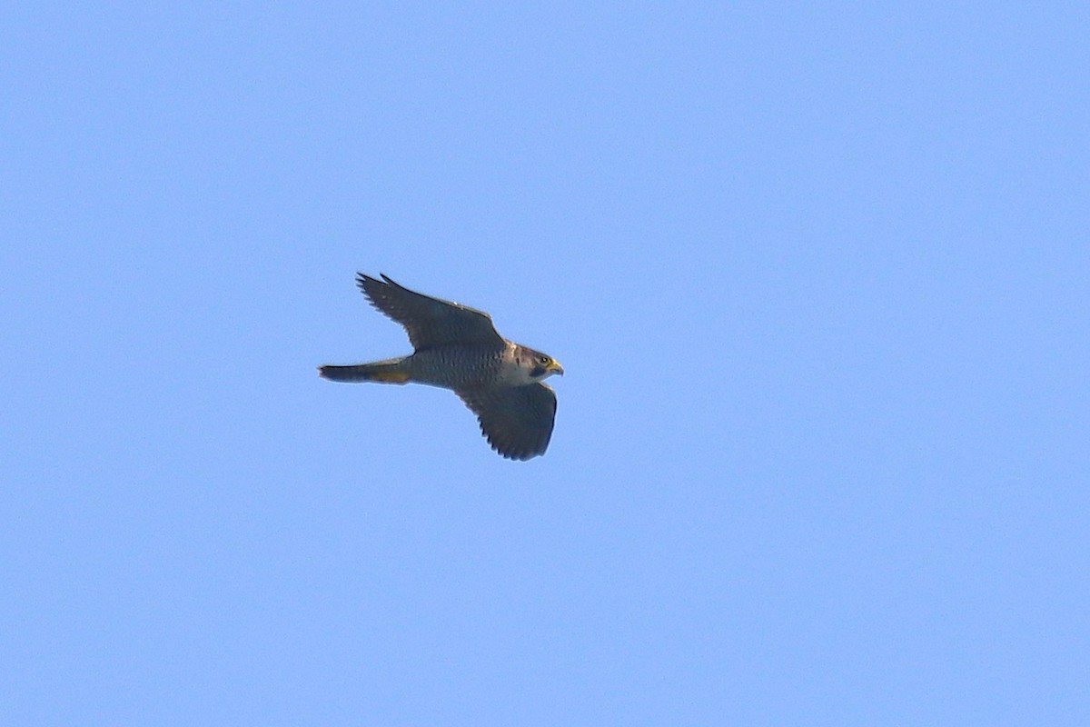 Peregrine Falcon - ML644821219