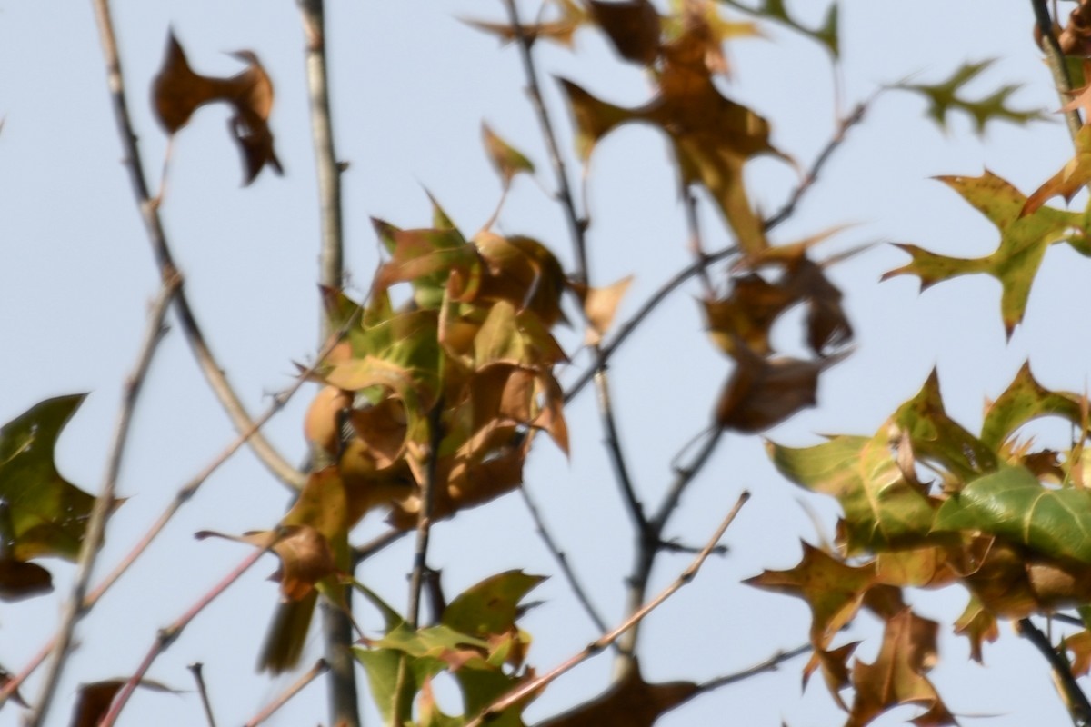 ビュラックムクドリモドキ／ボルチモアムクドリモドキ - ML644821221