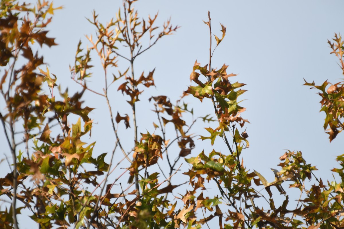 ビュラックムクドリモドキ／ボルチモアムクドリモドキ - ML644821222