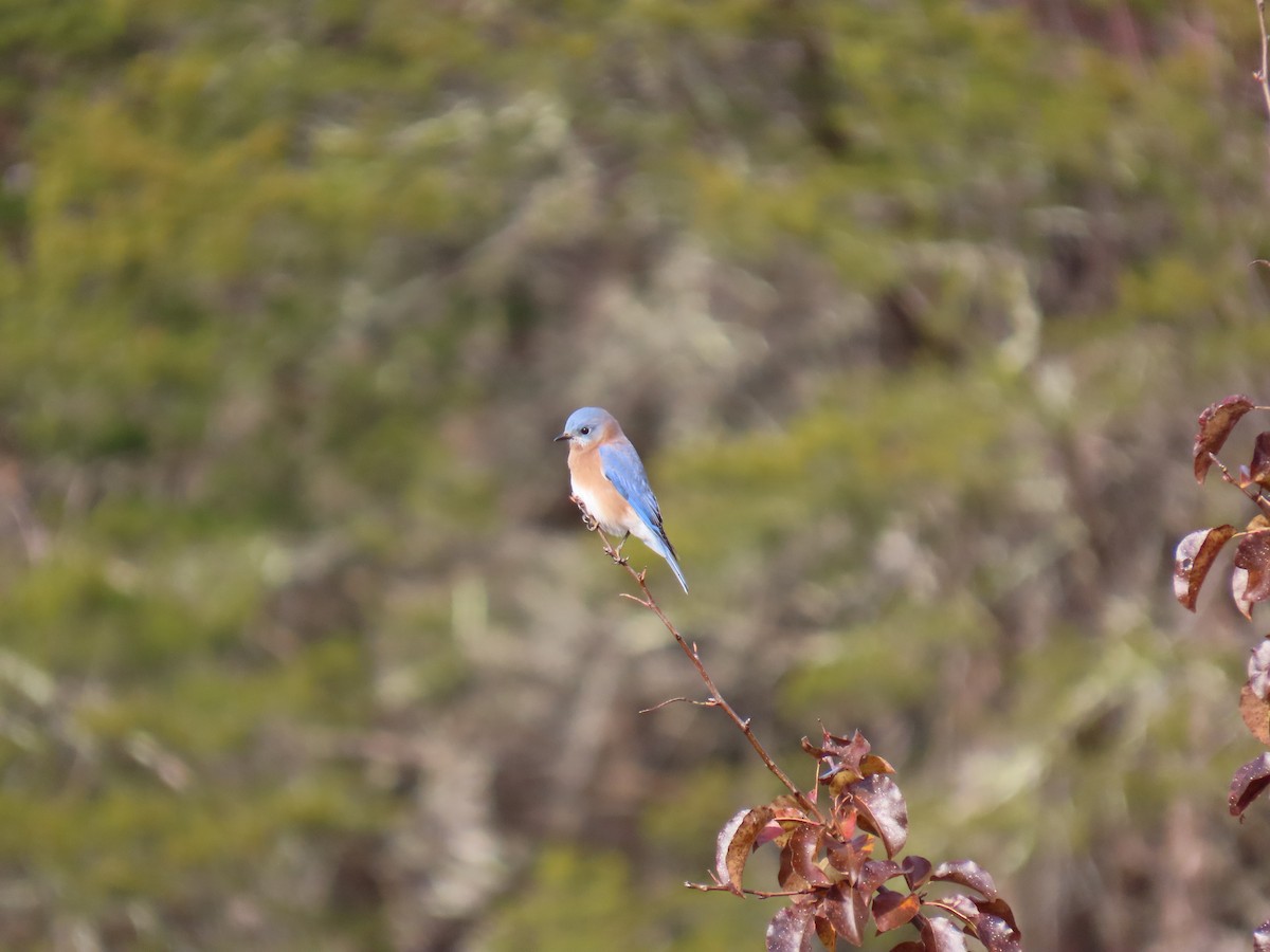 Doğulu Mavi Ardıç - ML644821231