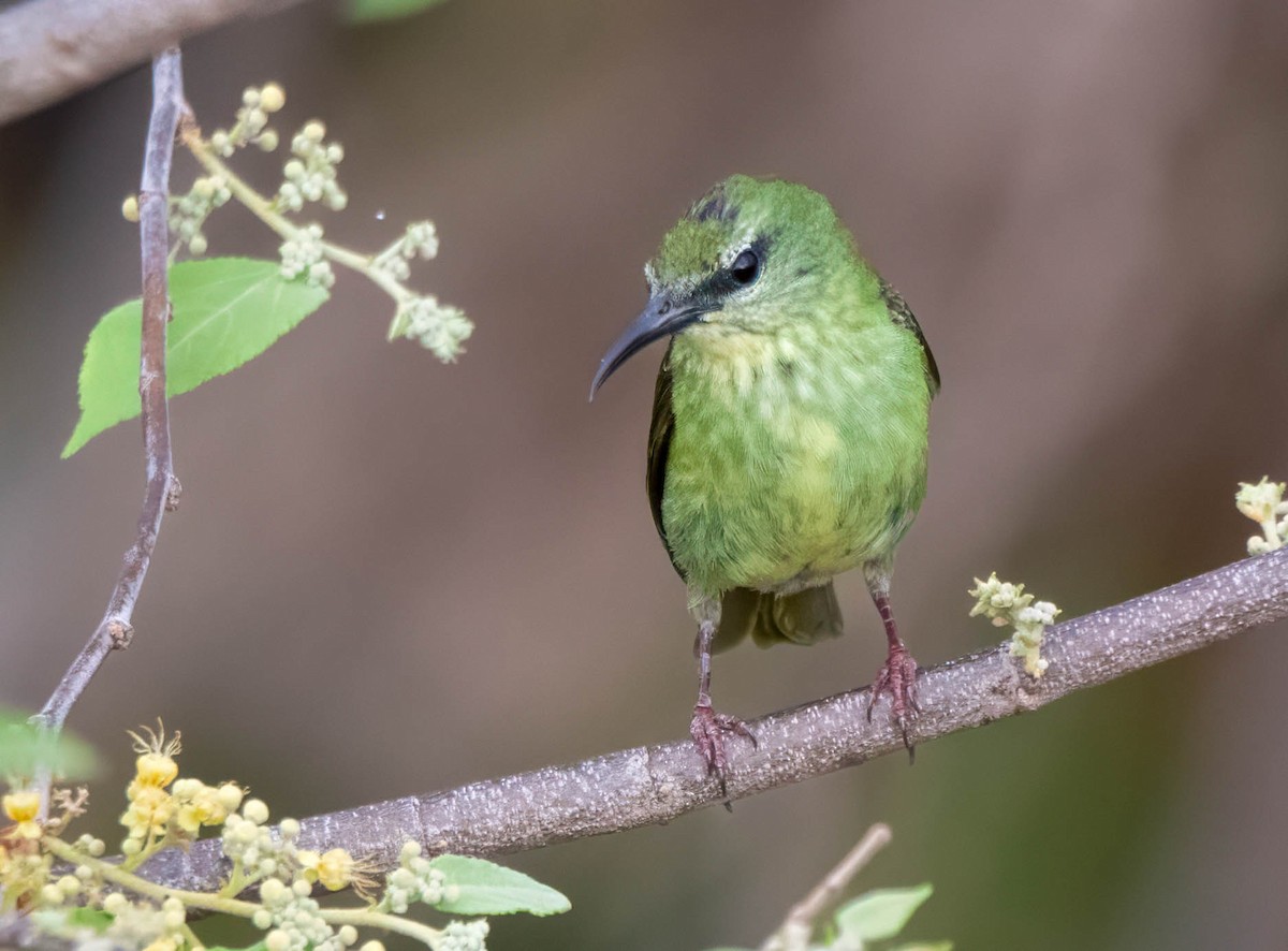 Red-legged Honeycreeper - ML644821232