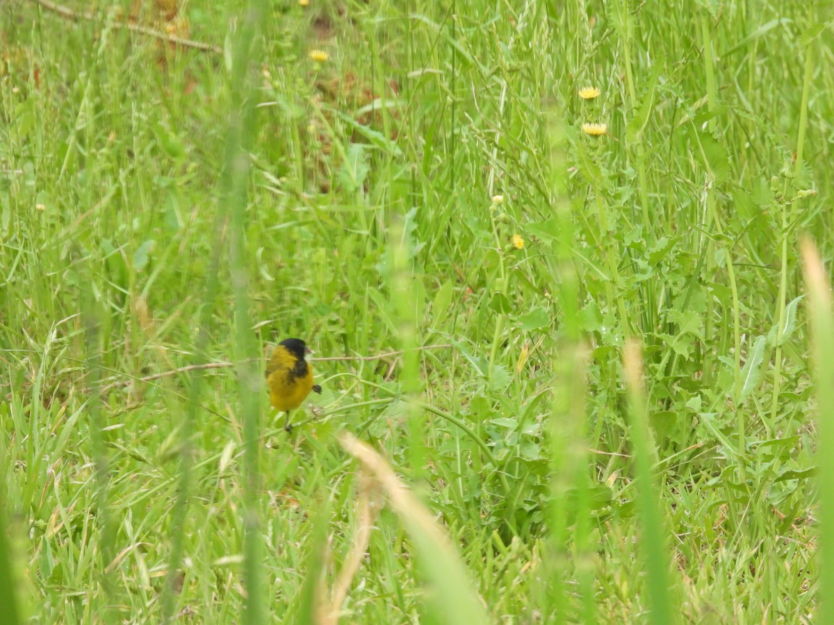 Hooded Siskin - ML644821238