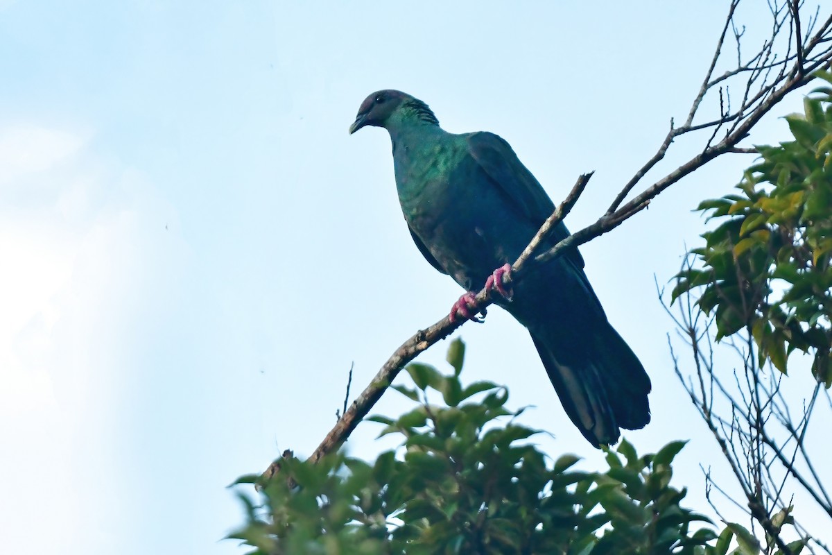 Black Wood-Pigeon - ML644821239