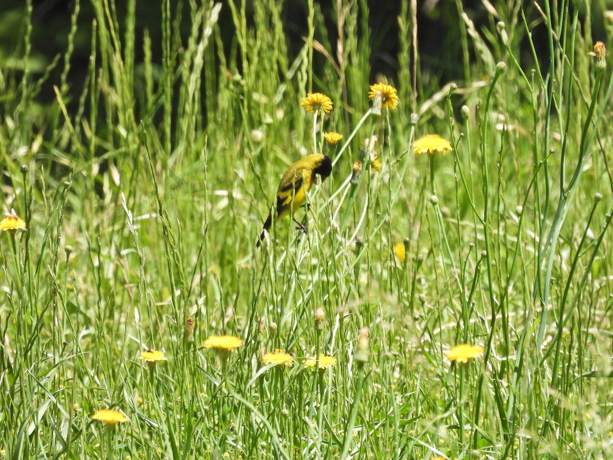 Hooded Siskin - ML644821240