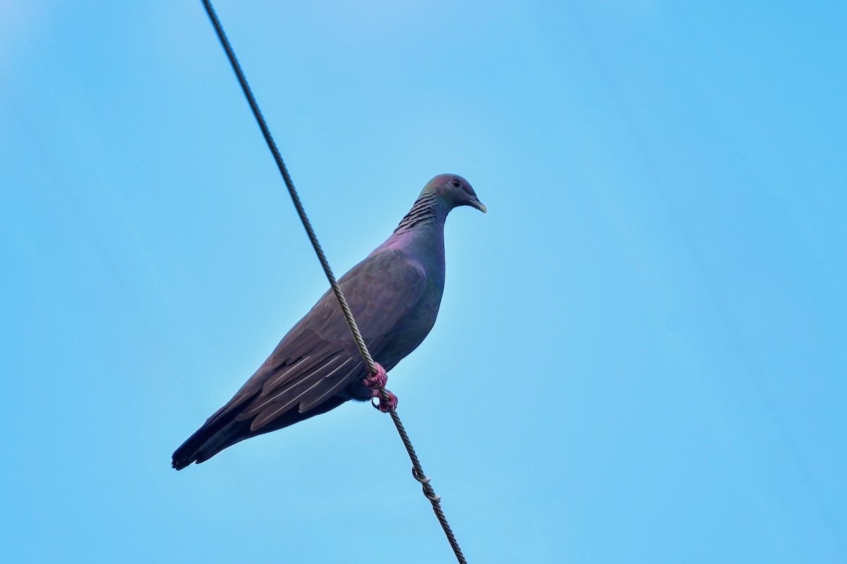 Black Wood-Pigeon - ML644821241