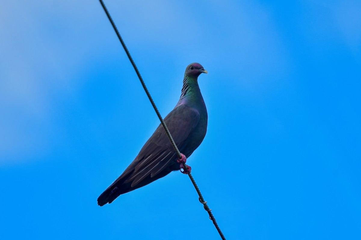 Black Wood-Pigeon - ML644821242