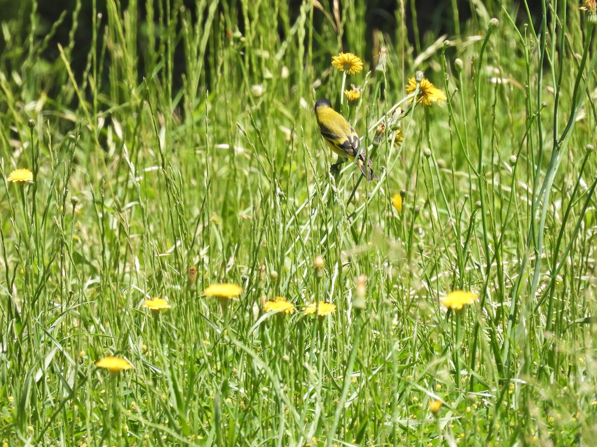 Hooded Siskin - ML644821243