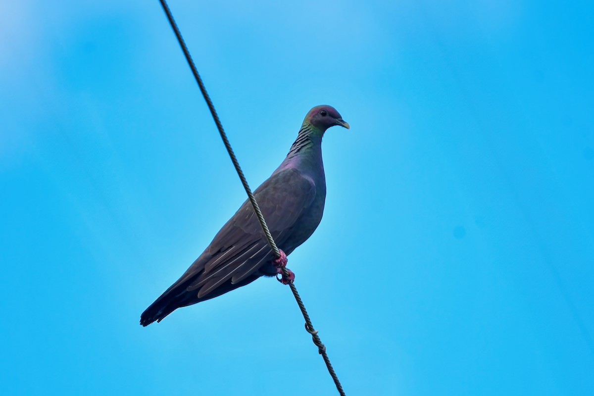 Black Wood-Pigeon - ML644821247
