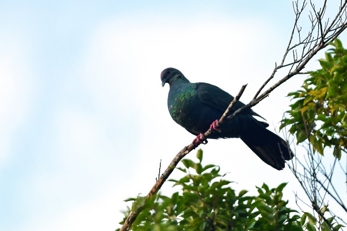 Black Wood-Pigeon - ML644821248