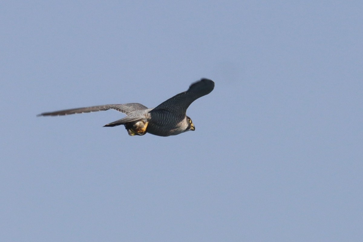 Peregrine Falcon - ML644821258