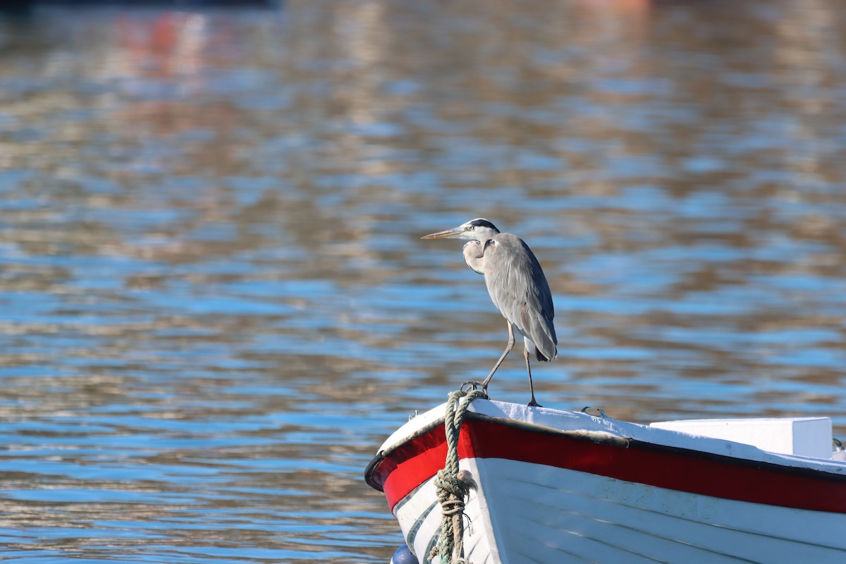 Gray Heron - ML644821278
