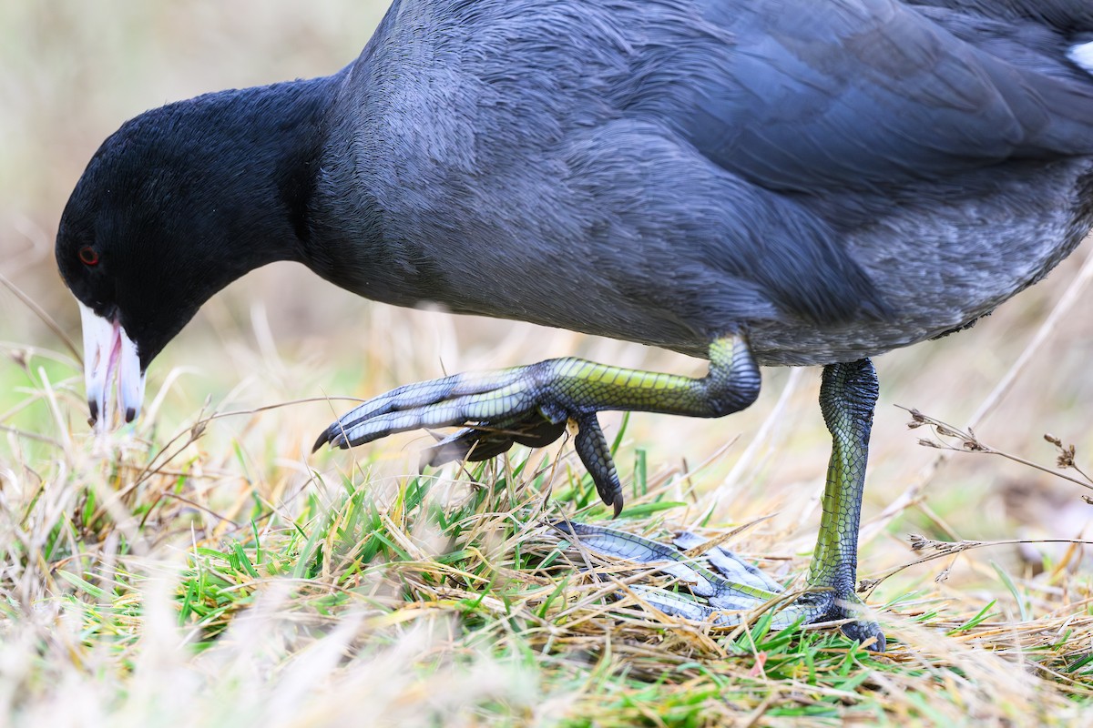 Foulque d'Amérique - ML644821283