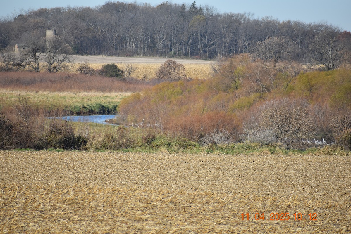 Sandhill Crane - ML644821295