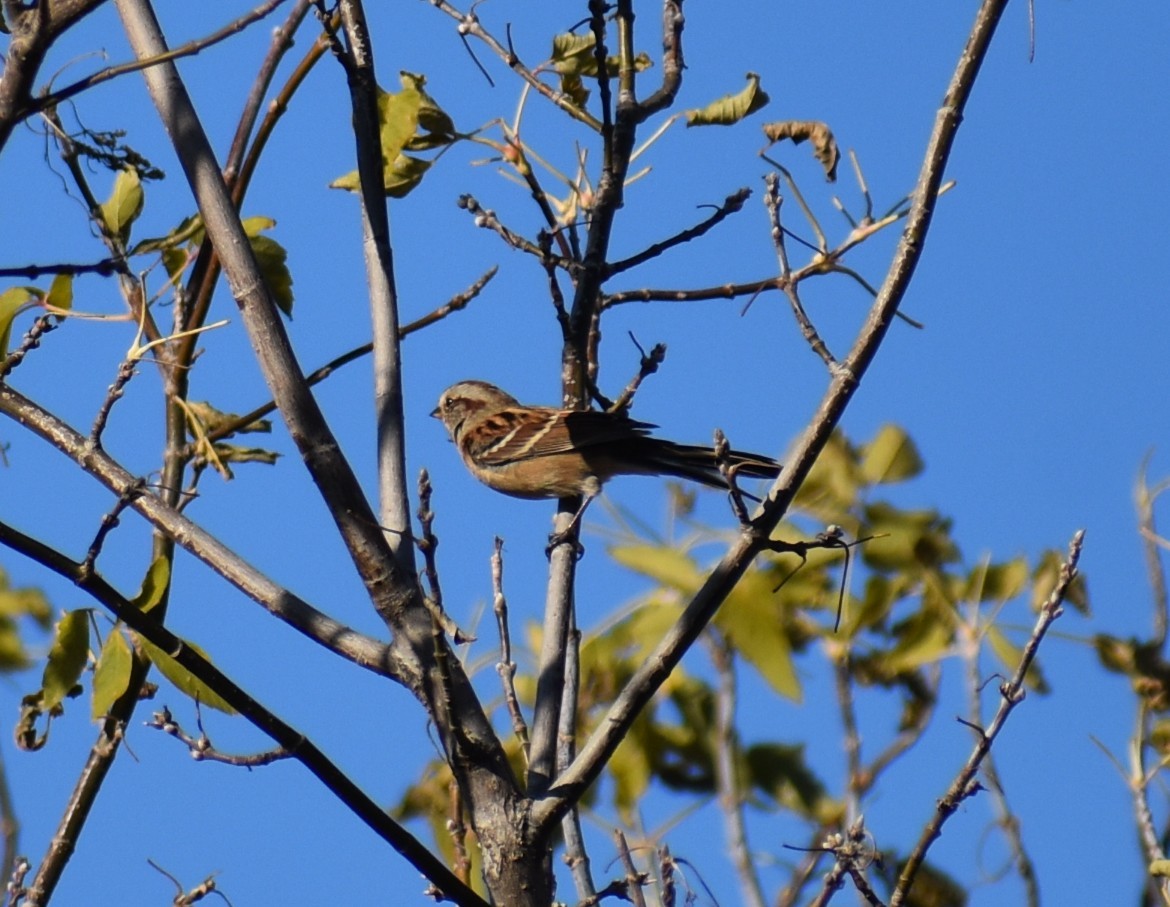 American Tree Sparrow - ML644821299