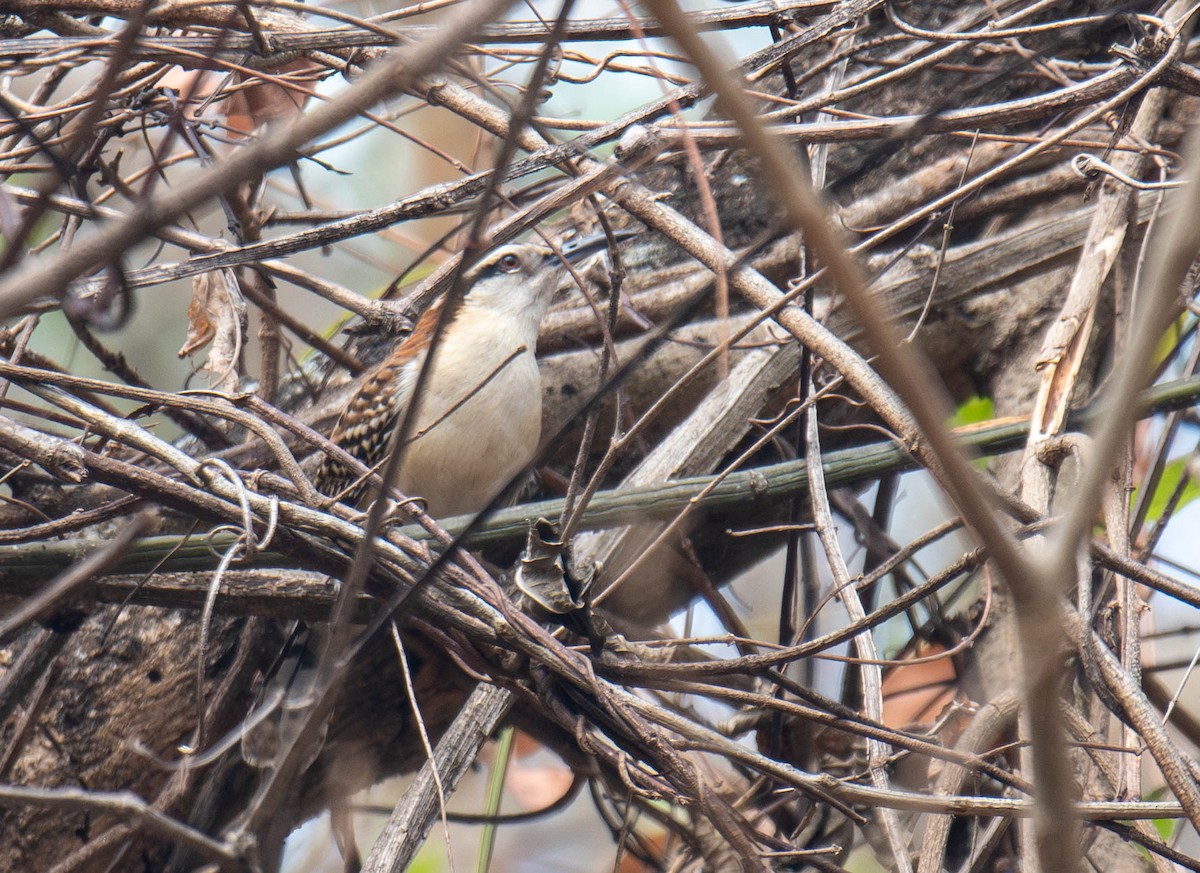 Rufous-backed Wren - ML644821303