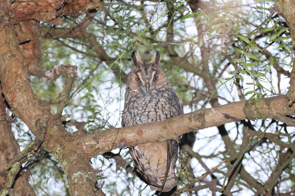 Long-eared Owl - ML644821312