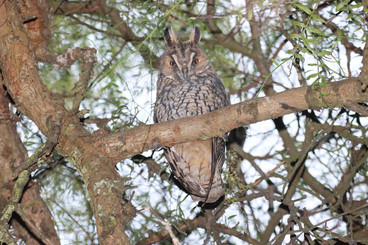 Long-eared Owl - ML644821313
