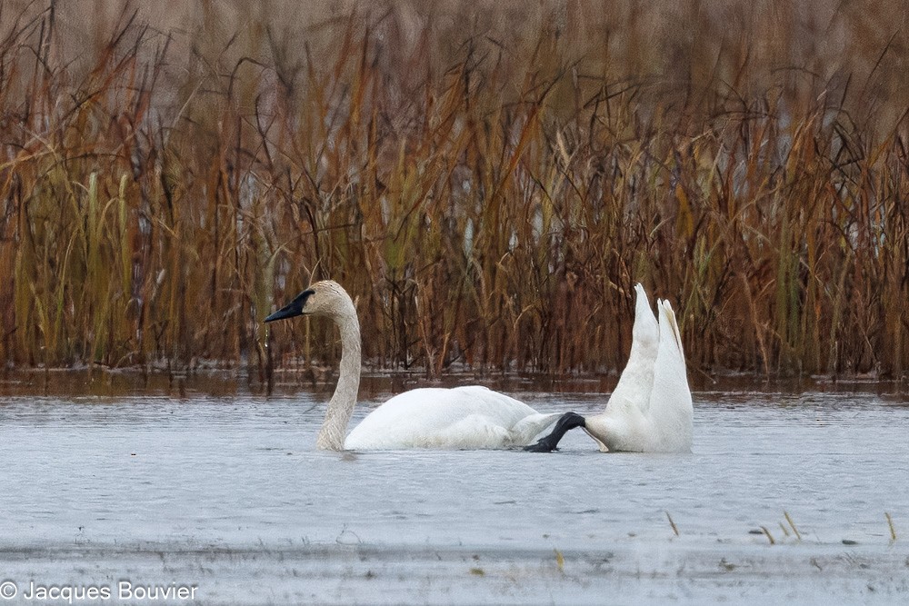 Trumpeter Swan - ML644821317
