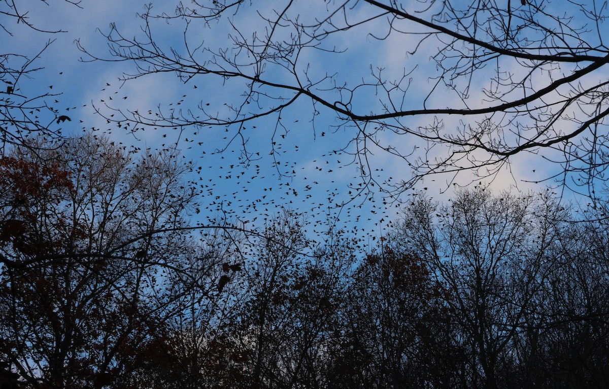 Common Grackle - ML644821323