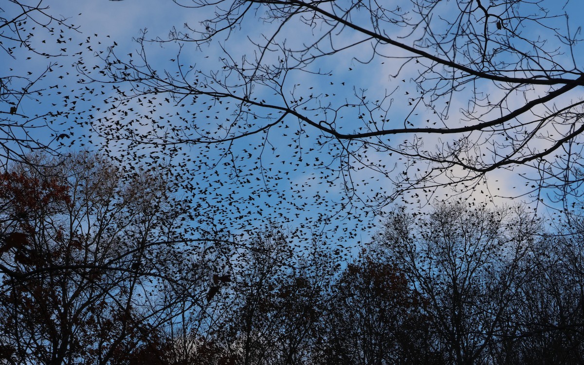 Common Grackle - ML644821324