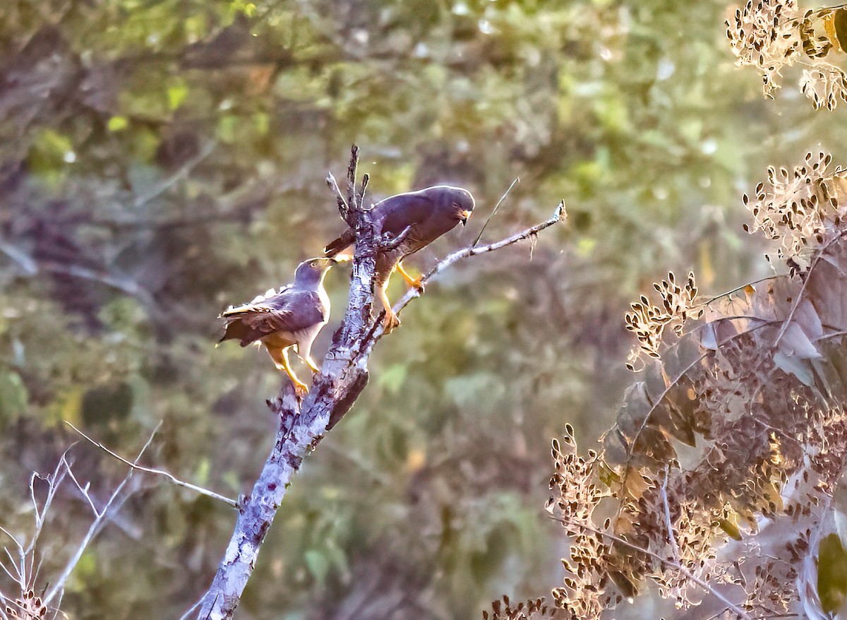 káně krahujová - ML644821329