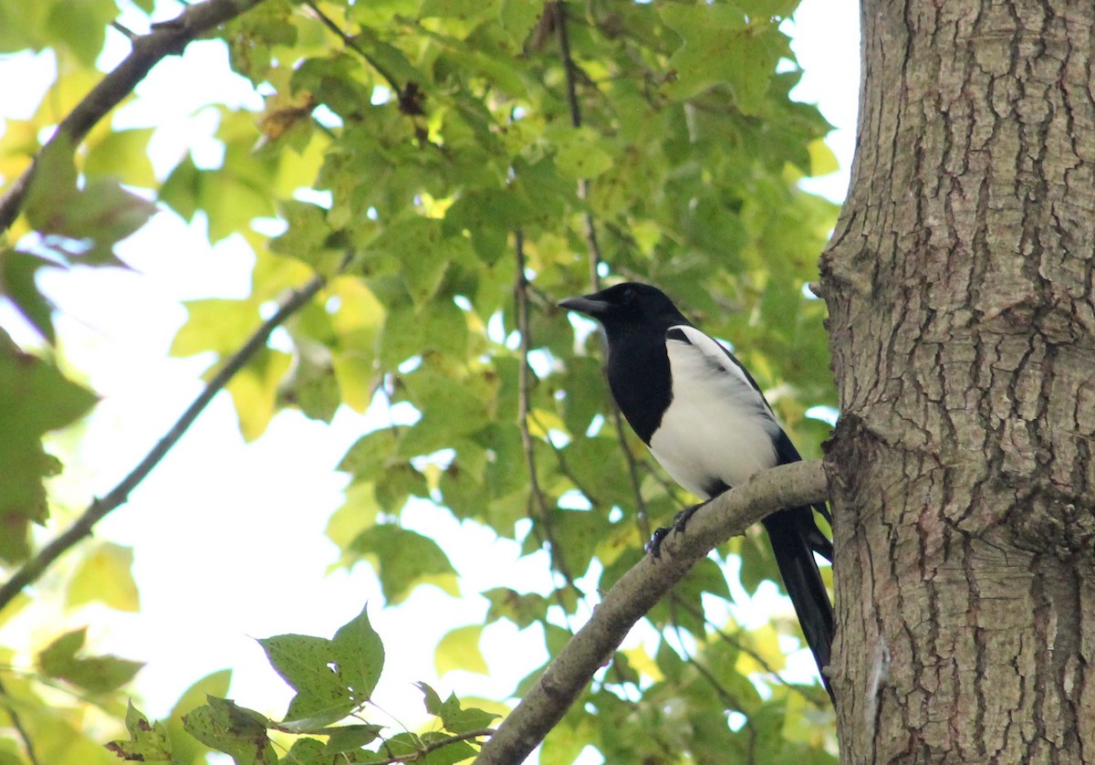 Orientelster - ML644821361