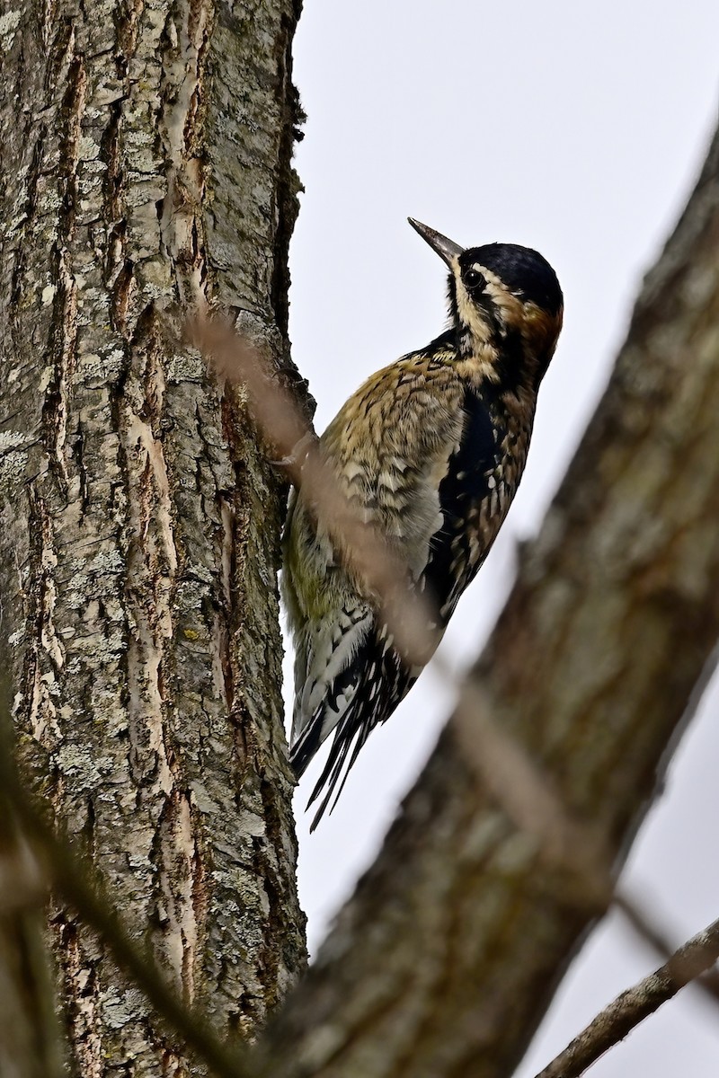 Sarı Karınlı Ağaçkakan - ML644821364