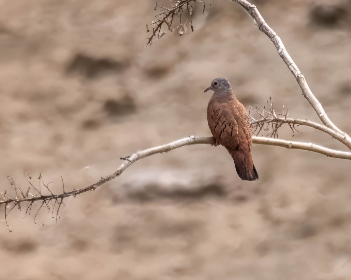 Ruddy Ground Dove - ML644821367