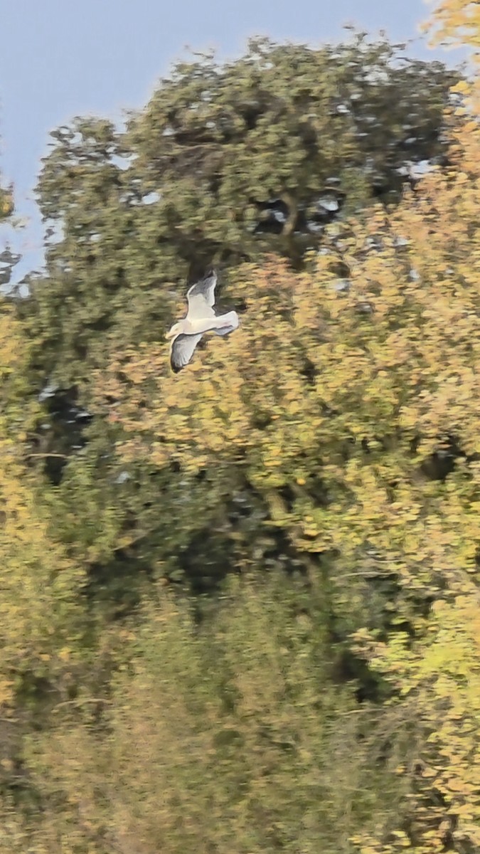 American Herring Gull - ML644821383