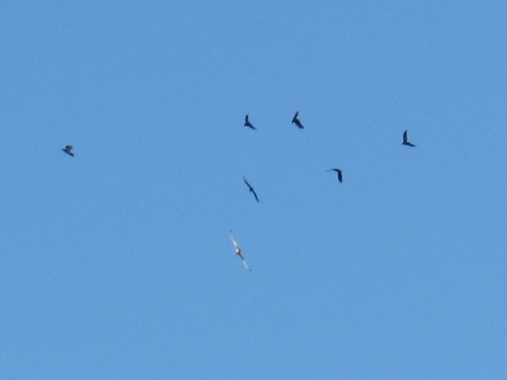 American Crow - ML644821385