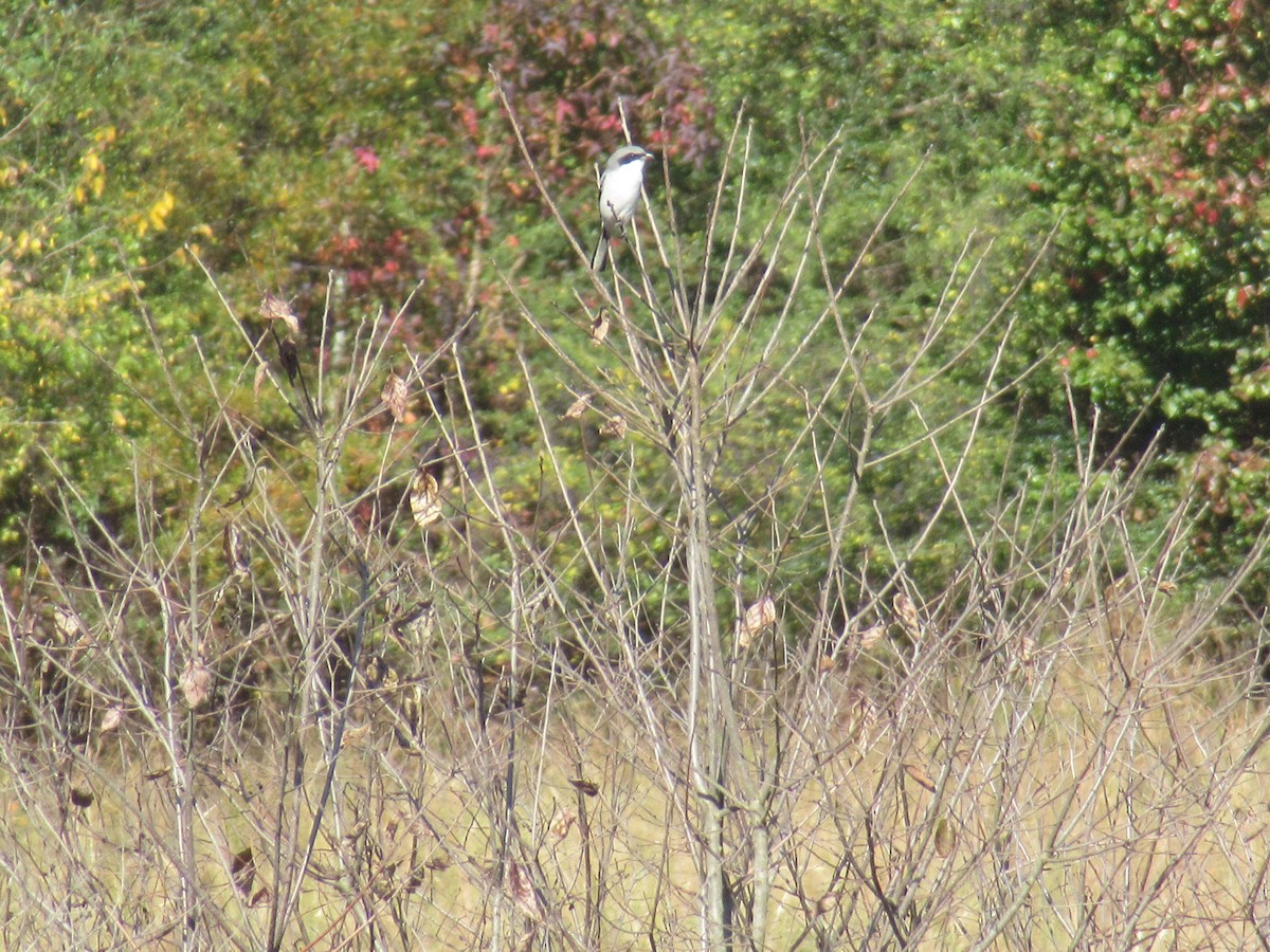 Loggerhead Shrike - ML644821392
