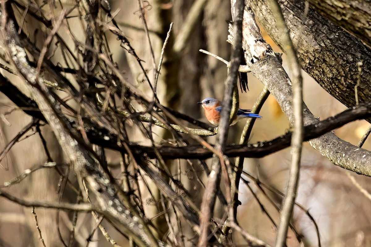 Doğulu Mavi Ardıç - ML644821403