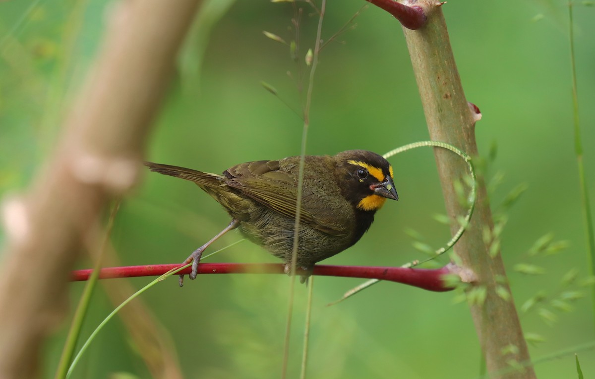 Yellow-faced Grassquit - ML644821406