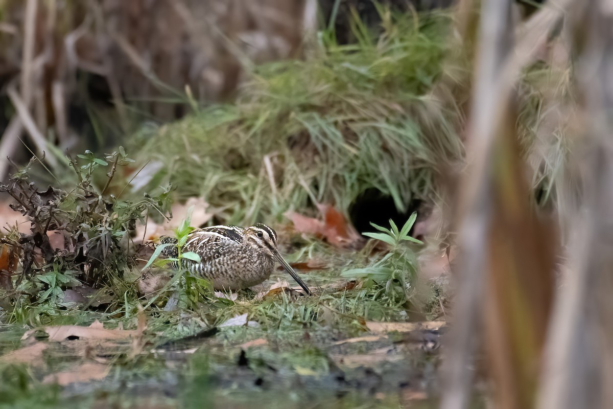 Wilson's Snipe - ML644821412