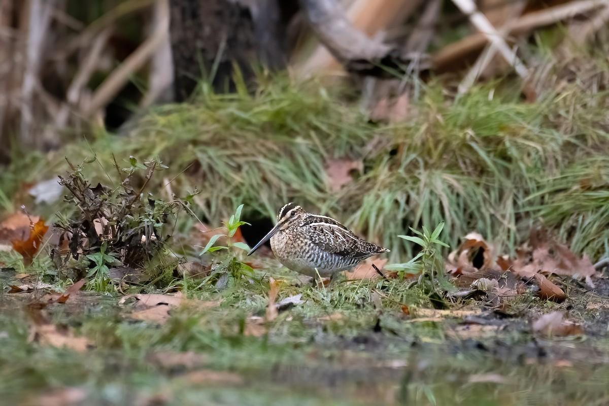 Wilson's Snipe - ML644821413
