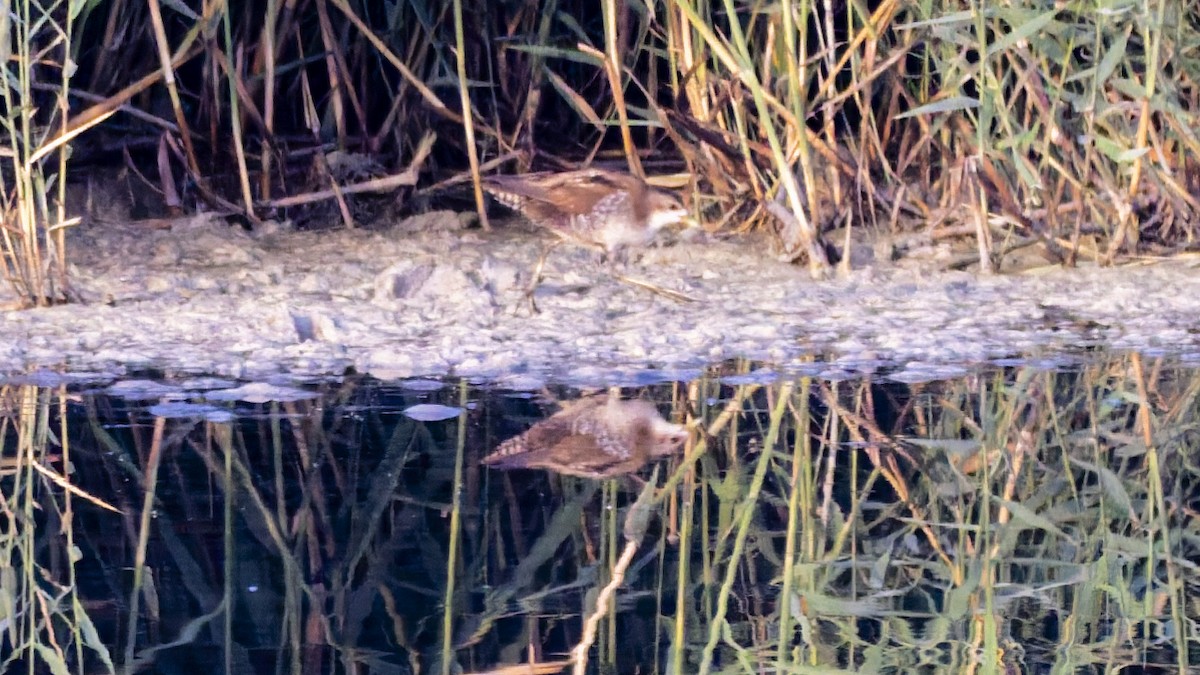 Little Crake - ML644821425